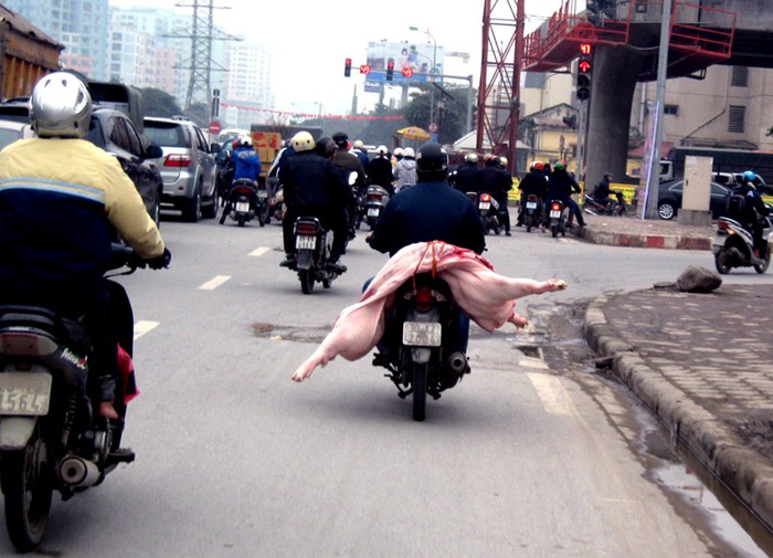 Lợn trần làm xiếc trên phố???